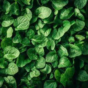 Mint